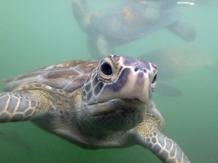 The Turtle Hospital Store