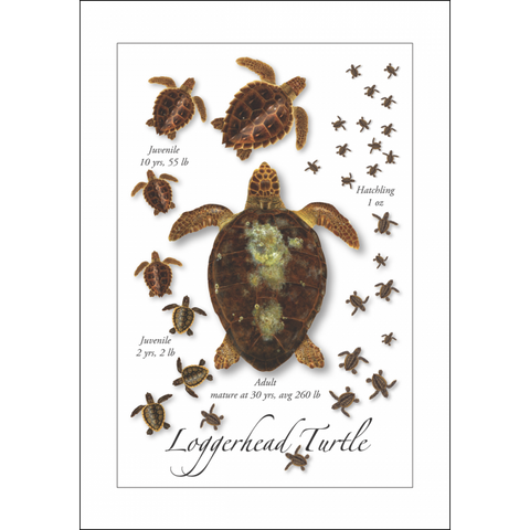 Card-Loggerhead Turtle Life