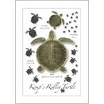 Card-Kemp's Turtle Life