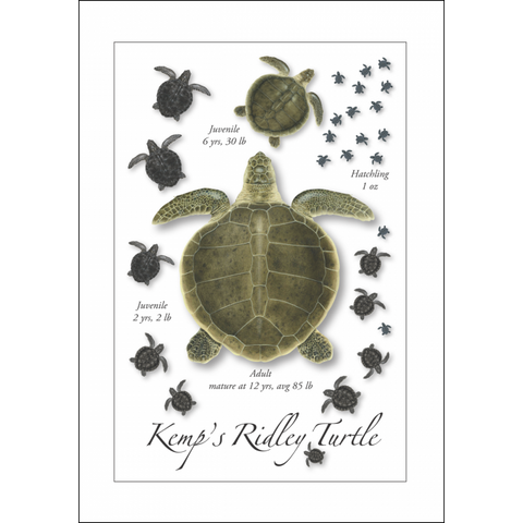 Card-Kemp's Turtle Life