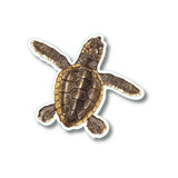 Sticker-Loggerhead Hatchling