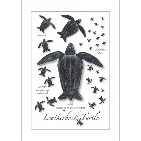 Card-Leatherback Lifecycle