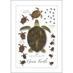 Card-Green Turtle Life-GC-539