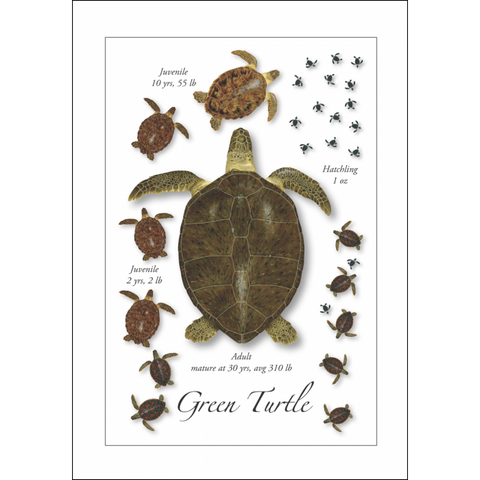 Card-Green Turtle Life-GC-539