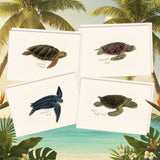Card Set- 8 cards Sea Turtle Asoortment