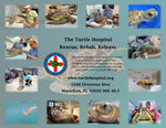 Turtle Hospital 2025 Calendar