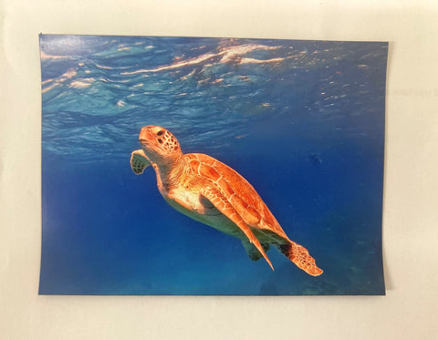 Magnet- Local Turtle