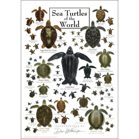 Poster- Turtles of The World