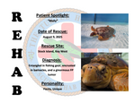Adoption- Loggerhead Rehabilitation