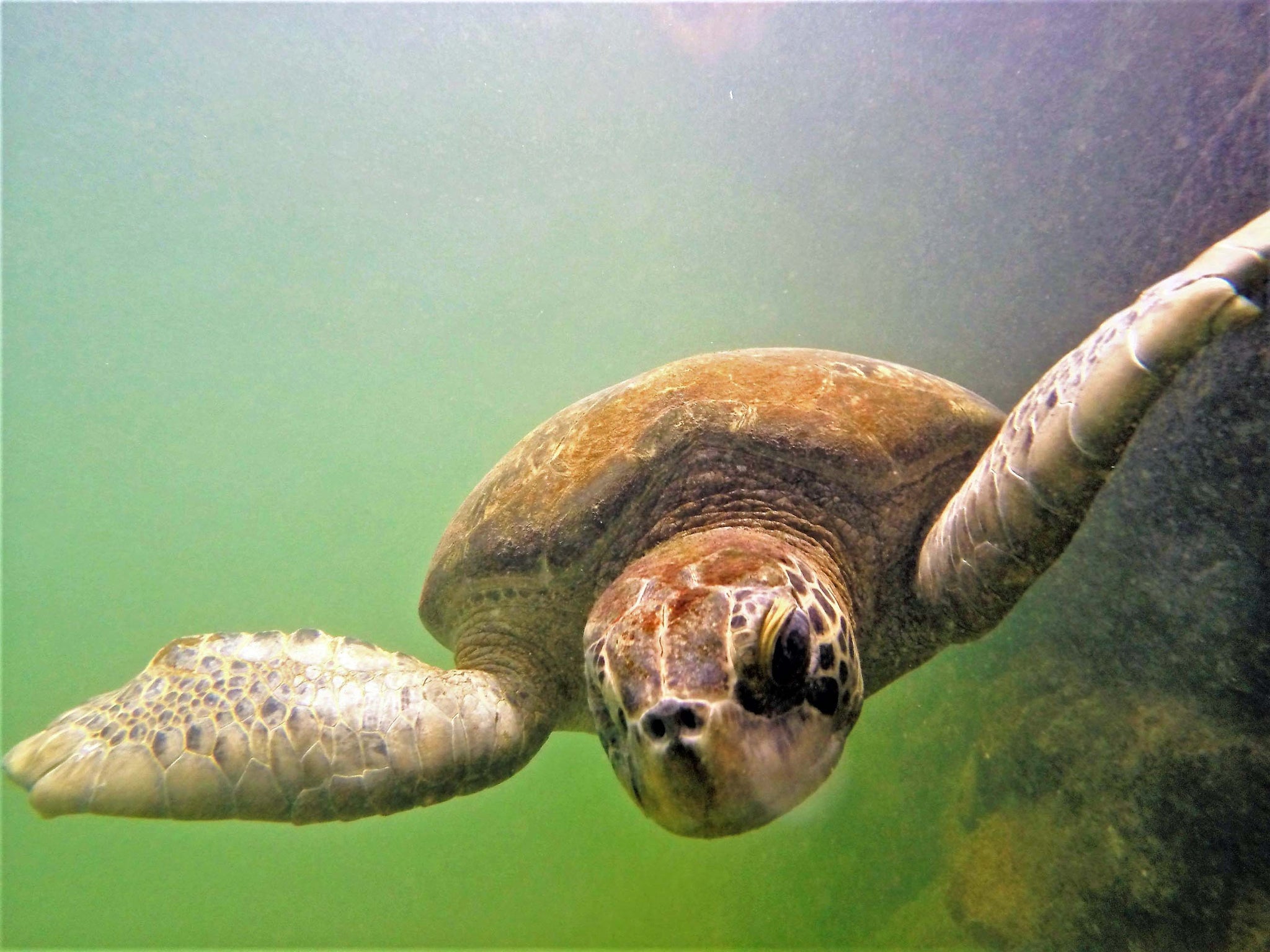 Adoption Renewal- April – The Turtle Hospital