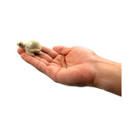 Figurine- Mini Ceramic Sea Turtle