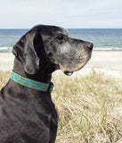 Dog Collar- LARGE Sea Turtles