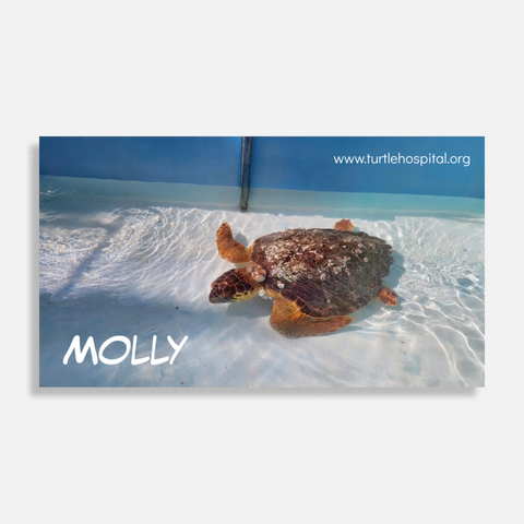 Adoption- Loggerhead Rehabilitation