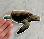 Sticker- Loggerhead 5”x 3.5”