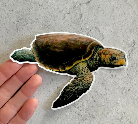 Sticker- Loggerhead 5”x 3.5”