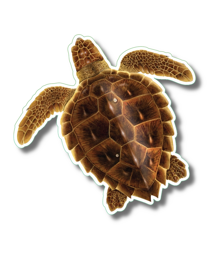Sticker-Loggerhead Nature – The Turtle Hospital