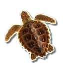 Sticker-Loggerhead Nature