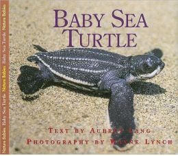 Book: Baby Sea Turtle
